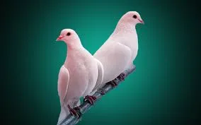 birds wallpapers 3